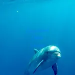 Delfino Bianco *