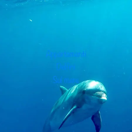 Delfino Bianco *